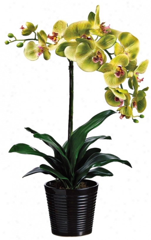 Potted Green And Burgundy 23" High Faux Orchids (w7607)