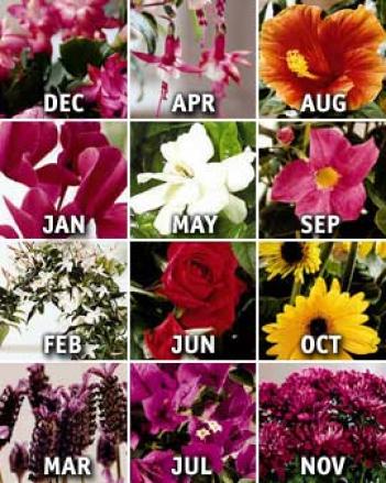 12 Months Of Flowering Plants