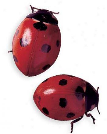 1500 Adult Ladybugs