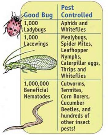 Beneficial Bugs Garden Pack