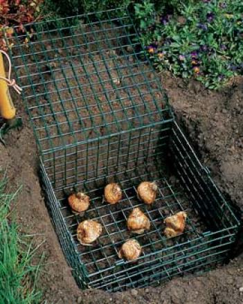 Bulb Cages, Set Of 2