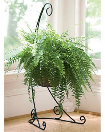 Crescent Plant Stand