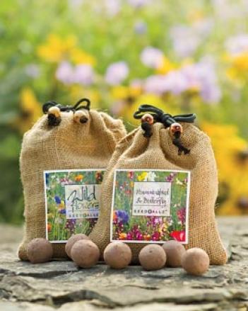 Forget-me-not Seed Balls