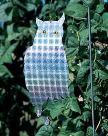 Great Horned Owl Sentry