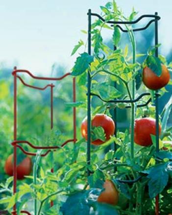Green Tomato Ladders, Value Of 3