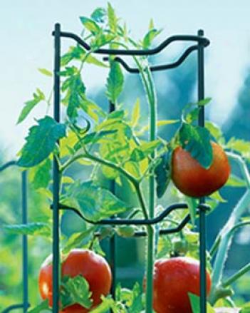 Green Tomato Ladders, Set Of 5
