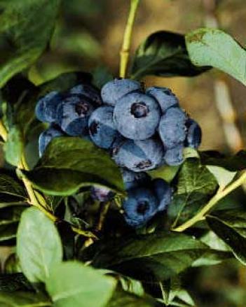 Hardy Blueberries, Set Of 2