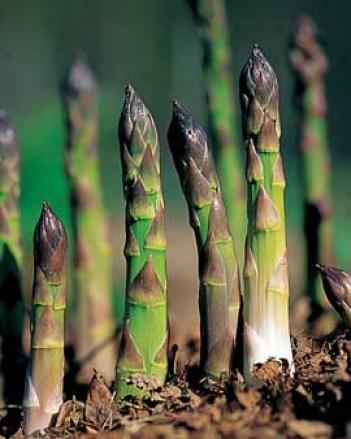 Jersey Supreme Asparagus, 25 Crowns
