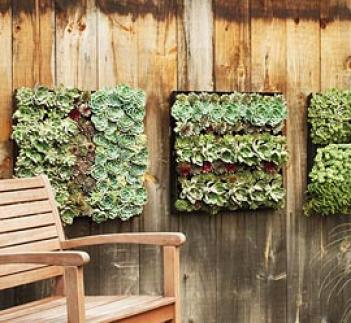 Living Wall Trays, Set Of 2