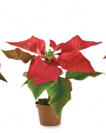 Mini Poinsettias, Set Of 3