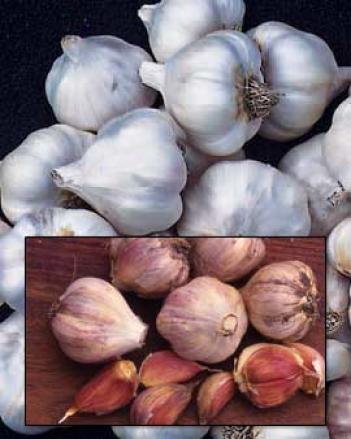Organic Garlic Collection