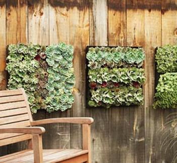 Outdoor Living Wall Planting Grid