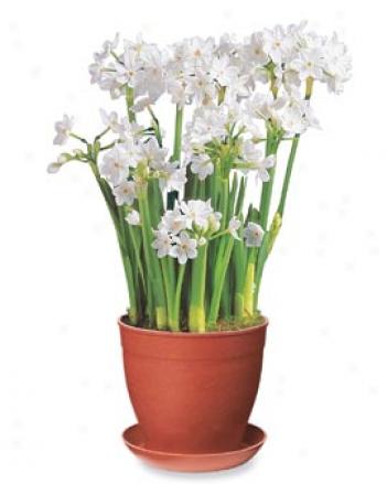 Paperwhites In Red Eco-pot