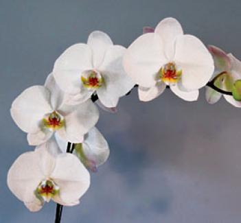 Phalaenopsis Orchid