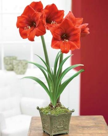 Red Lion Amaryllis, Single Bulb