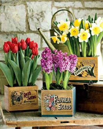 Seadov Tulips In Vintage Box