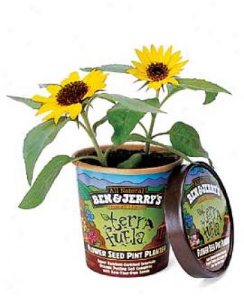 Terra Fuela Sunflower Kit
