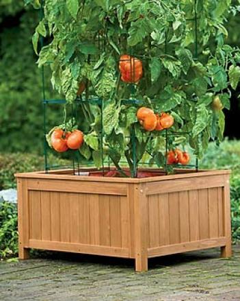 Tomato Success Kit With Forest Enclosure, 31