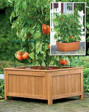 Tomato Success Kit With Wood Enclosure, 14
