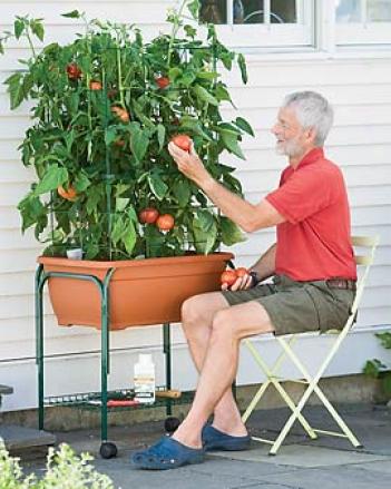 Tomato Success Trolley