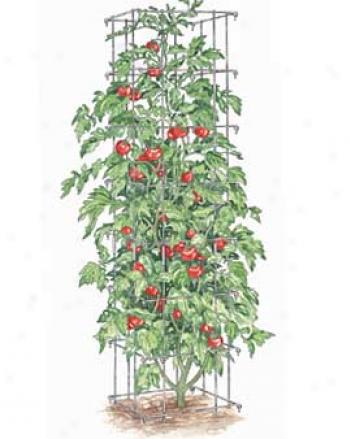 Tomato Towers, Set Of 2