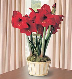 Amaryllis In Basket