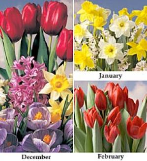 January Garden - Tulip/minnows   Six Cherry Tulips And Six Yellow Minniws
