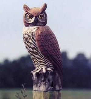 Fright Owl