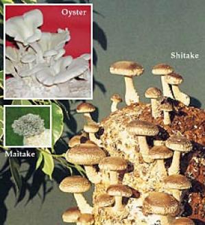 Shitake Mushroom Kit