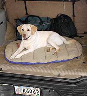 Travel Pet Bed